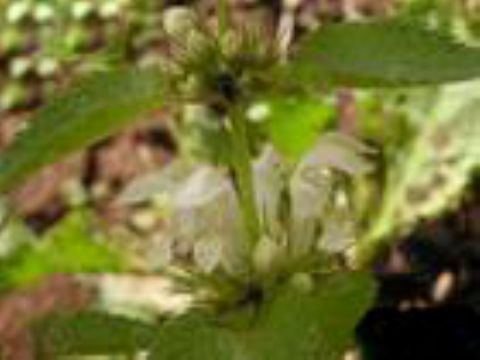 Lamium Album Extract 